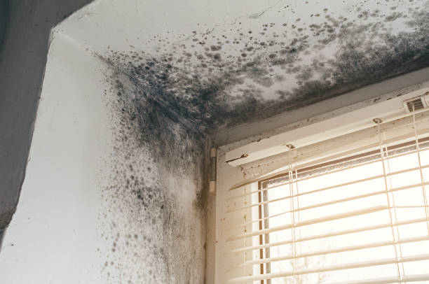 Trusted Black Mold Removal service in Bridgeport, PA - Cheap Mold Removal