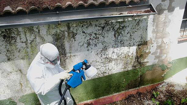 Trusted Basement Mold Remediation service in Bridgeport, PA - Cheap Mold Removal